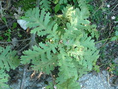 Quercus frainetto