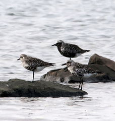 Pluvialis squatarola
