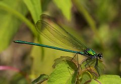 Calopteryx angustipennis