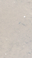 Branchinecta sandiegonensis