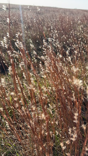 little bluestem