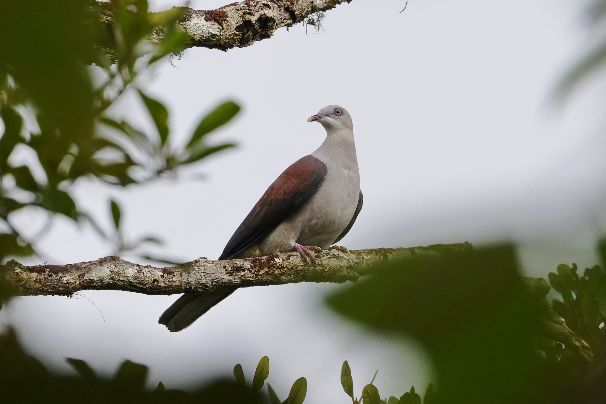 Mountain Imperial Pigeon