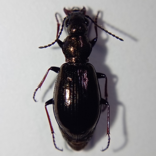Diacheila polita