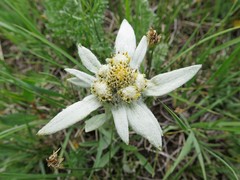 Leontopodium