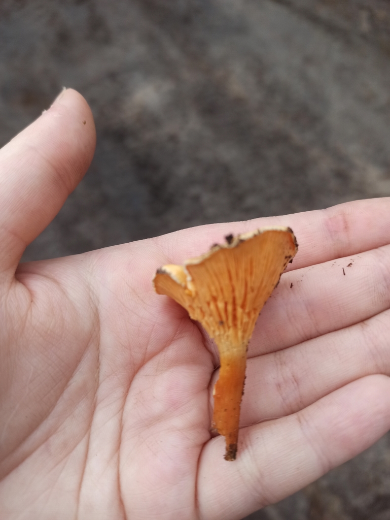 Hygrophoropsis aurantiaca · November 2025 · photo: © maria_izh (iNaturalist, cc-by)
