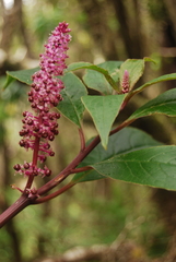 Phytolacca sandwicensis