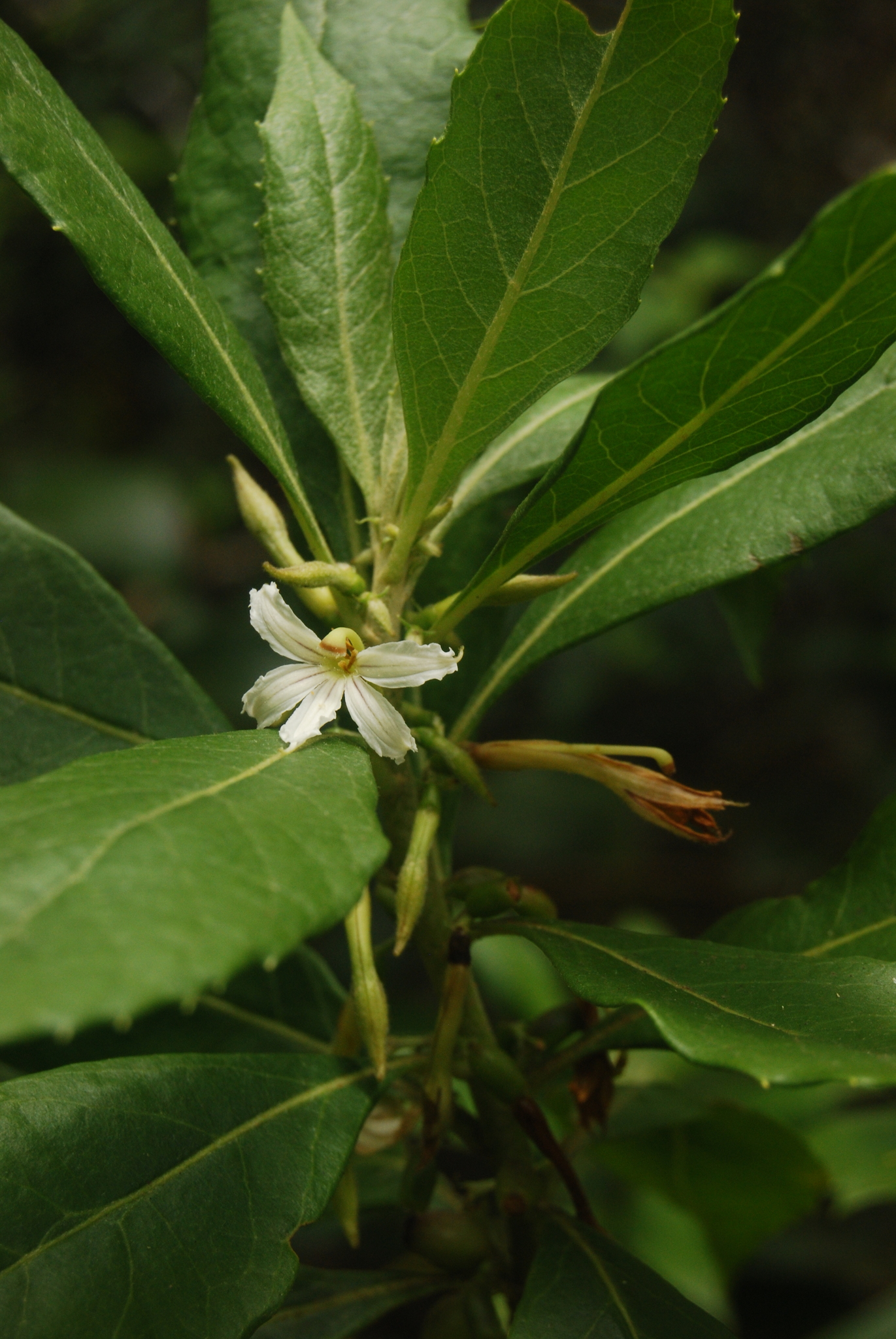 Scaevola procera