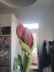 Hippeastrum hybridum
