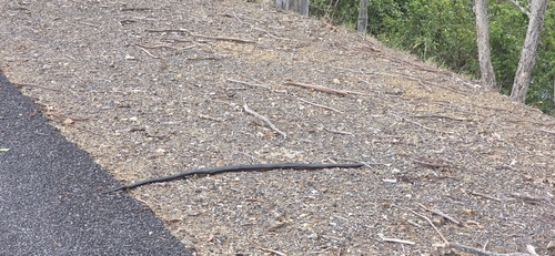 Red-bellied Black Snake sighting