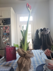 Hippeastrum hybridum