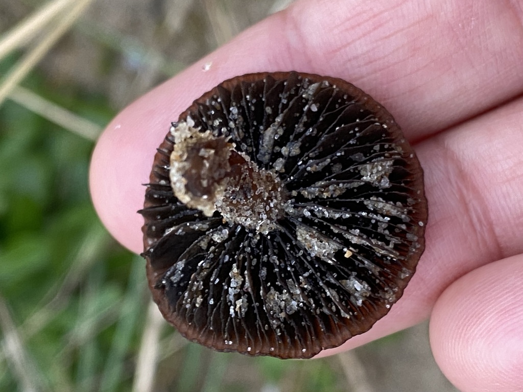 Psathyrella ammophila · November 2025 · photo: © katharinegk (iNaturalist, cc-by)