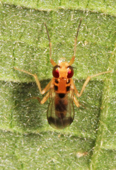 Sobarocephala quadrimaculata