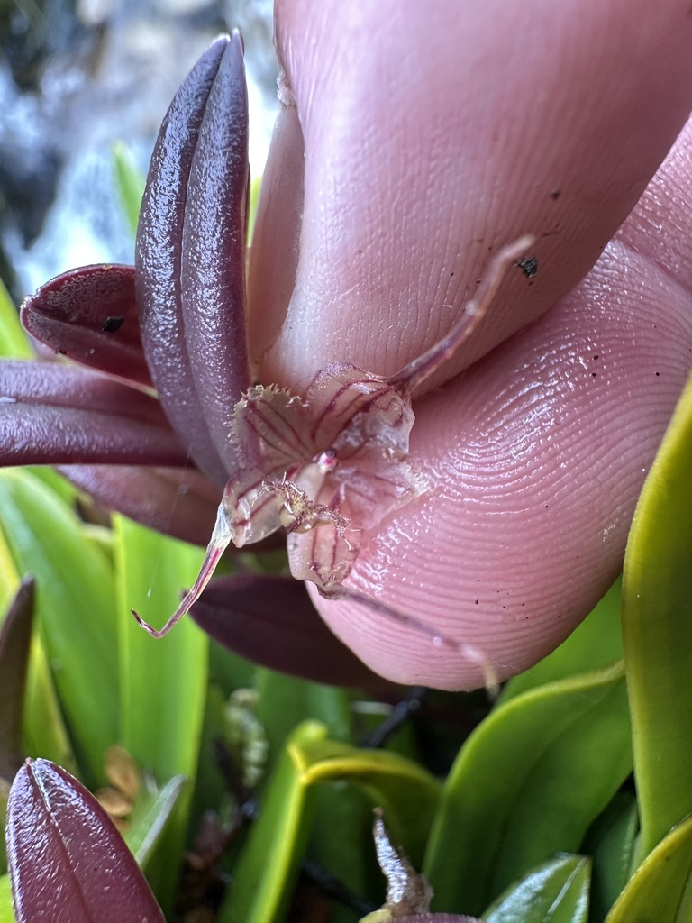 Andinia xenion