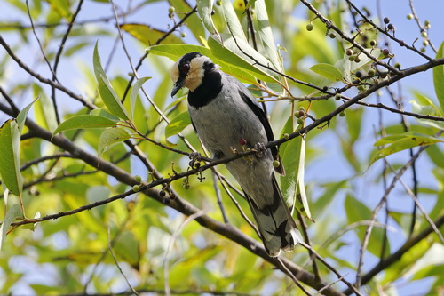 Fruithunter (Chlamydochaera jefferyi)