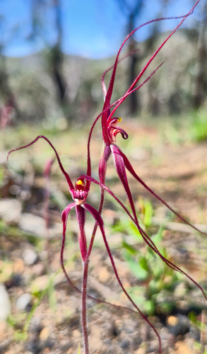 Daddy Long Legs Flower (Caladenia filamentosa)