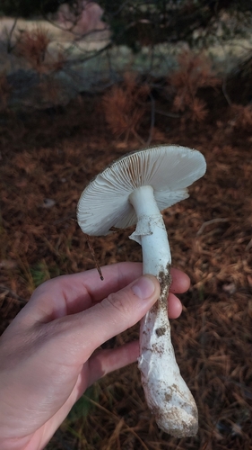 Deathcap