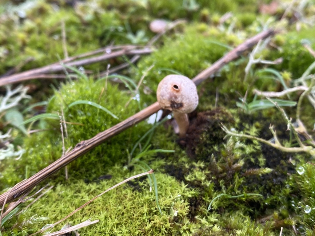 Tulostoma brumale · November 2025 · photo: © katharinegk (iNaturalist, cc-by)