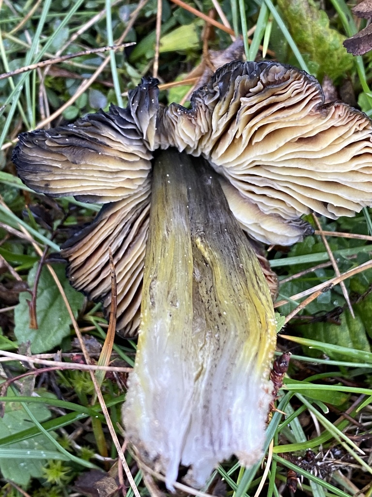 Hygrocybe nigrescens