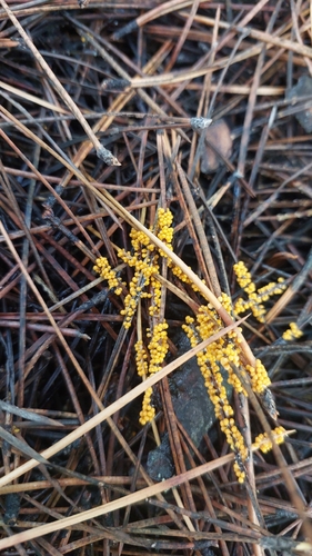 insect-egg slime