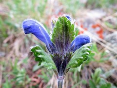 Dracocephalum grandiflorum