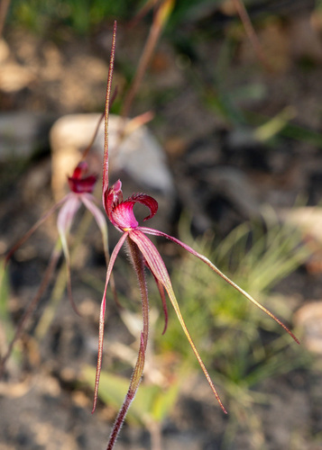Grampians spider orchid (Caladenia grampiana)
