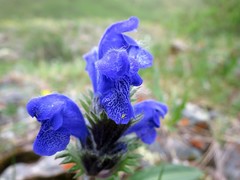 Dracocephalum grandiflorum