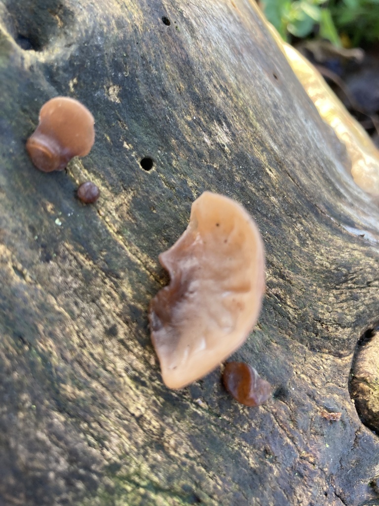 Auricularia auricula-judae · November 2025 · photo: © nick37158 (iNaturalist, cc-by)