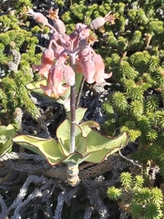 Cotyledon