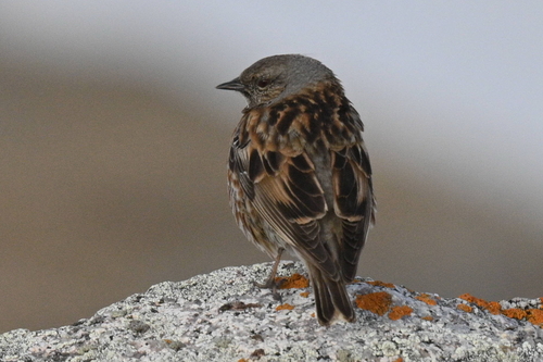 Altai Accentor (Prunella himalayana), photo 4