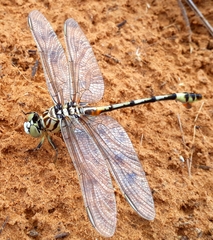 Lindenia tetraphylla