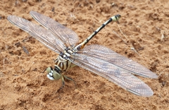 Lindenia tetraphylla