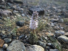 Orostachys thyrsiflora
