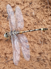Lindenia tetraphylla