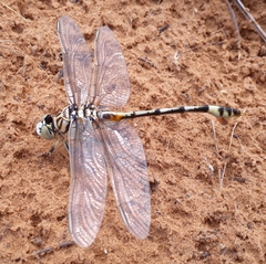 Lindenia tetraphylla