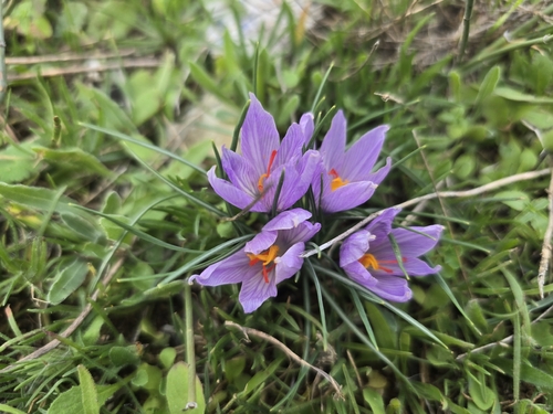 Crocus pallasii, photograph 1