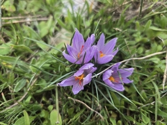 (c) Thor-Rune Hansen, some rights reserved (CC BY-SA) Crocus pallasii, photograph (c) Thor-Rune Hansen, some rights reserved (CC BY-SA)