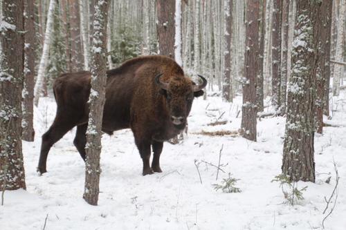 Bison (Genus Bison) · iNaturalist