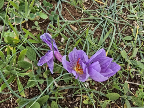 Fall Crocus (Crocus pallasii)