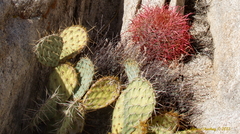 Opuntia chlorotica