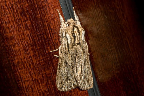 Sprawler, photo 2 of 7