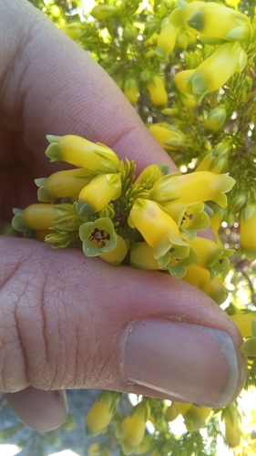 Wax Heath (Erica blandfordia)