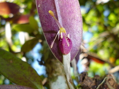 Restrepia muscifera