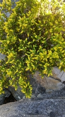 Erica blandfordia, photograph (c) Sarah Visser, some rights reserved (CC BY)