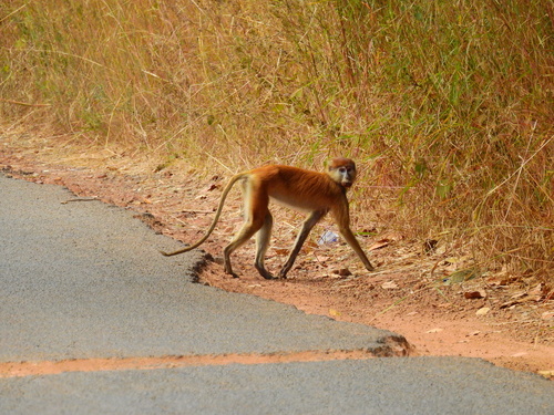 Western Patas Monkey