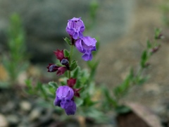 Dracocephalum peregrinum