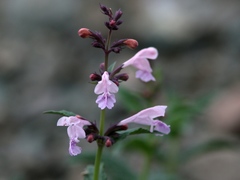 Nepeta sibirica