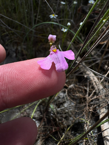 pink petticoats (Utricularia multifida)