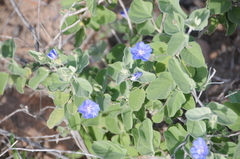 Jacquemontia abutiloides