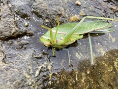 Philophyllia guttulata