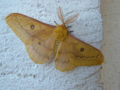 Saturnia caecigena